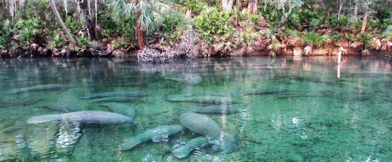 Manatee