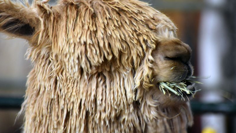 Alpacas