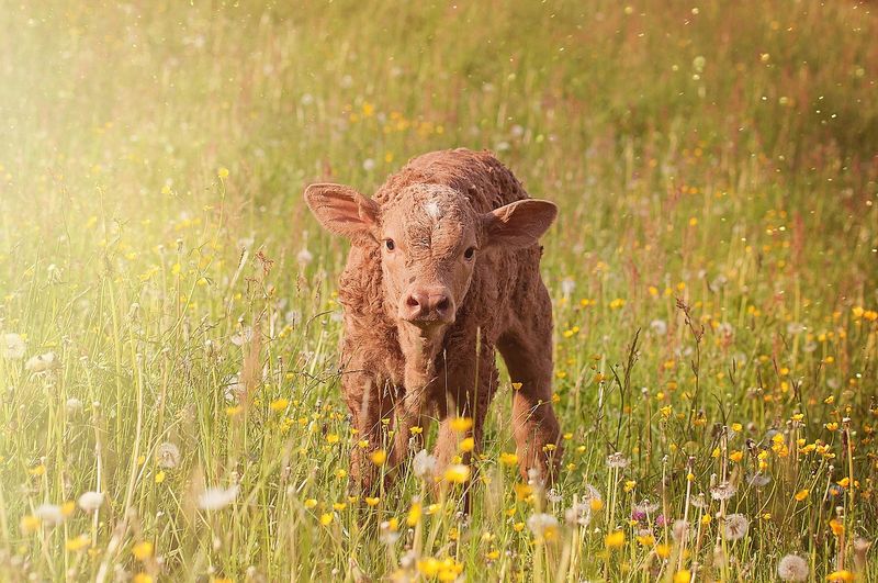 Calf (Baby Cow)