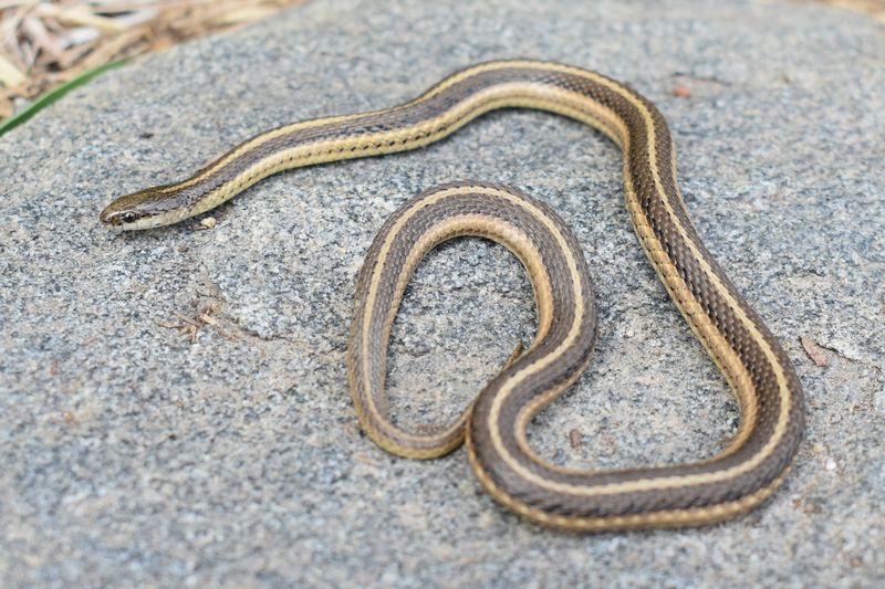 Lined Snake