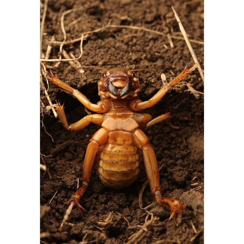 Jerusalem Cricket