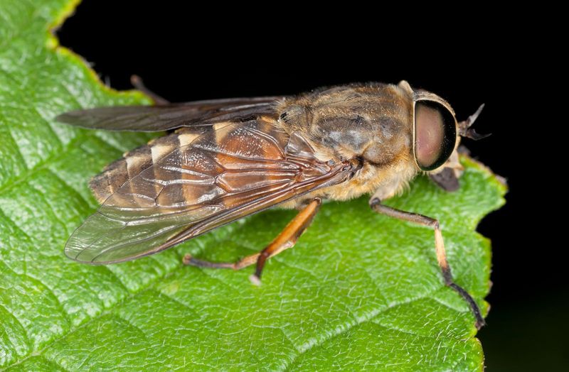 Horseflies