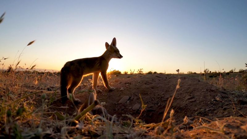 Kit Fox (Vulpes macrotis)