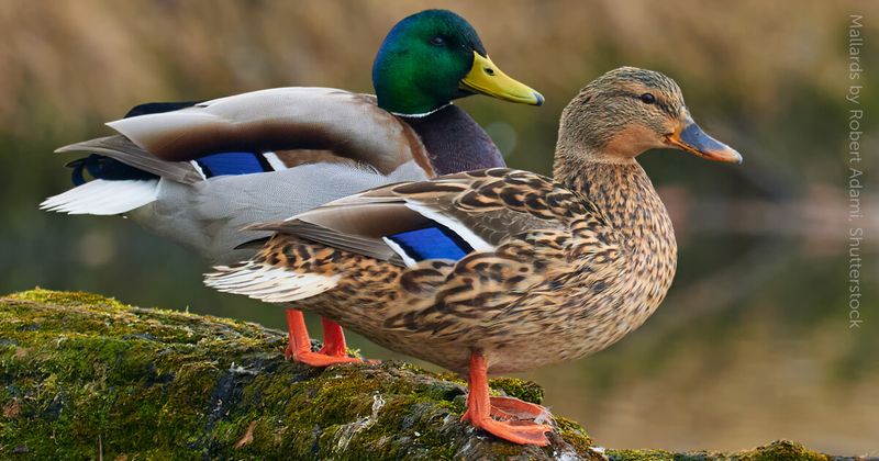 Mallard Duck