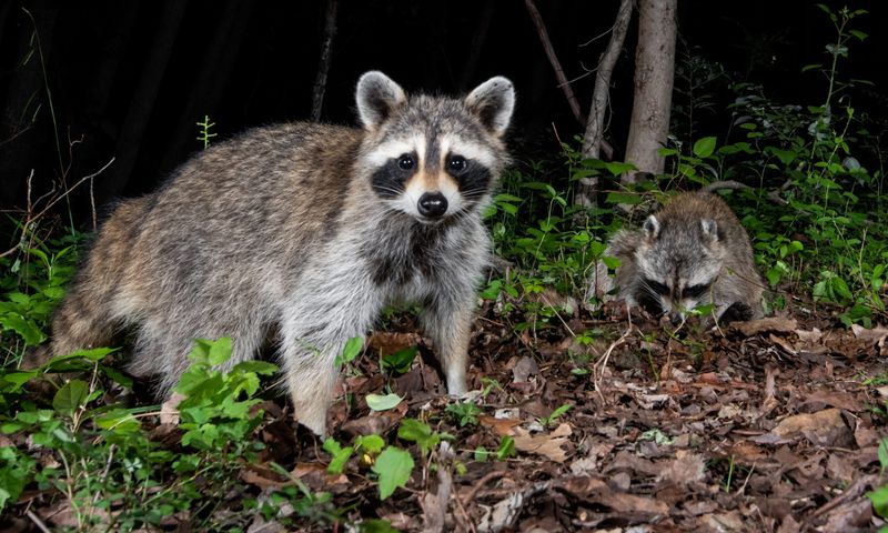 Raccoon