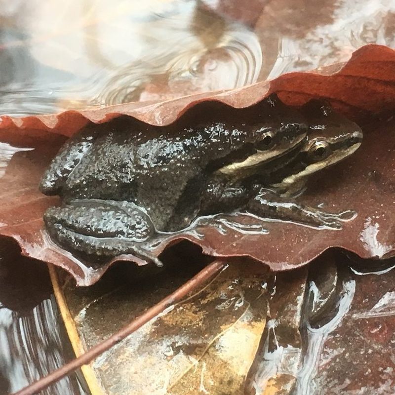 Western Chorus Frog