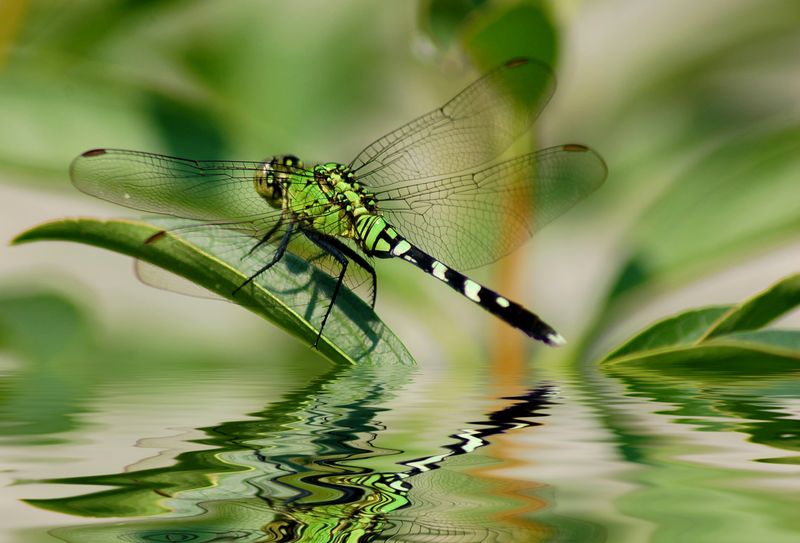 Dragonfly