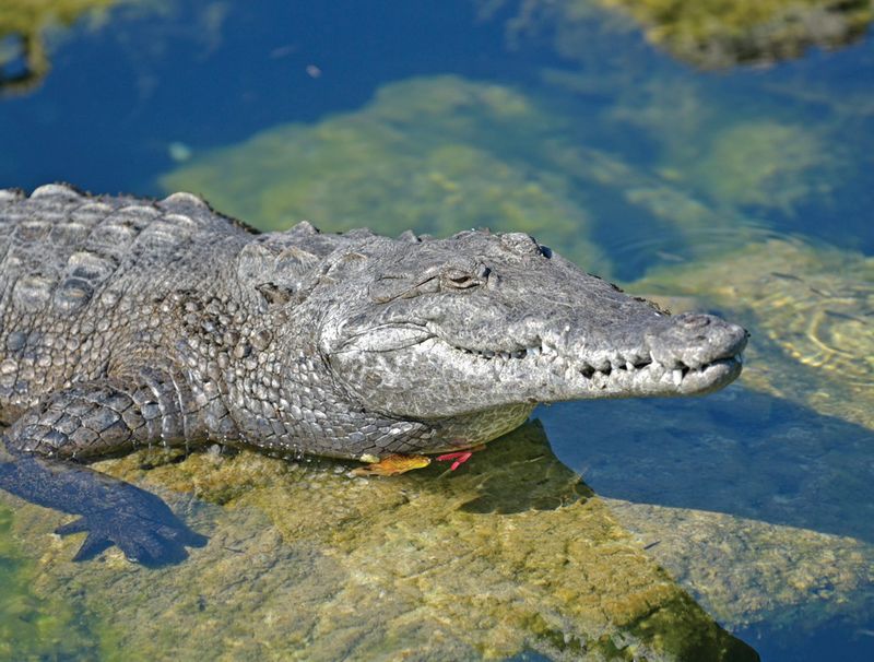 American Crocodile