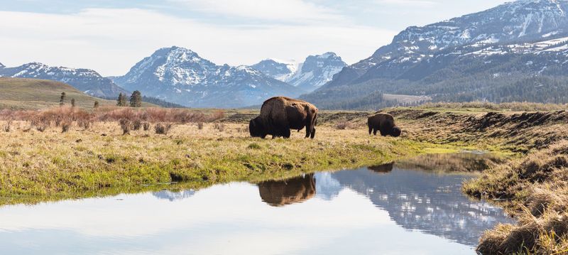 American Bison