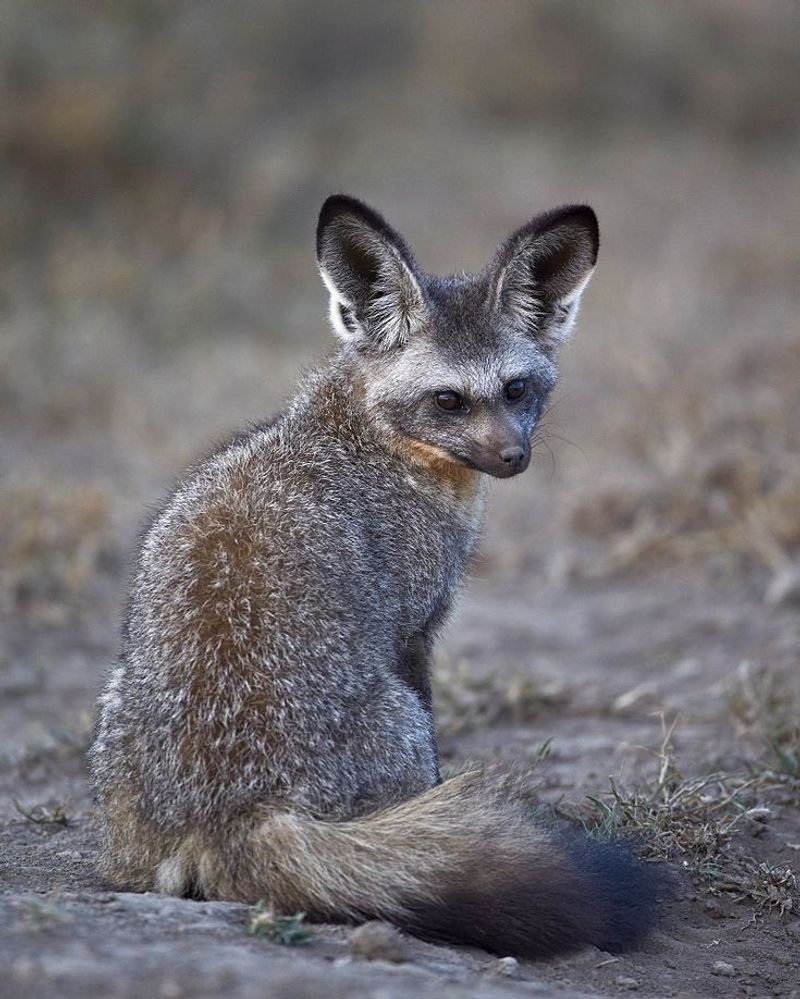 Bat-eared Fox