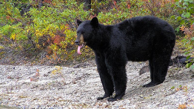 Black Bear