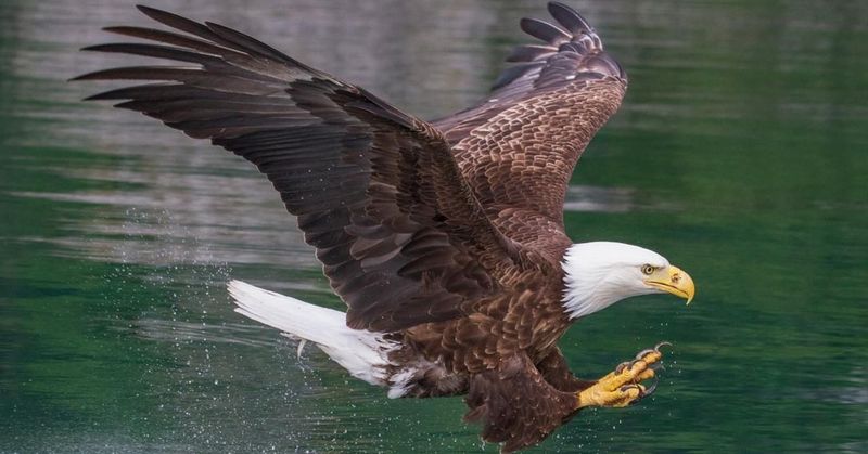 Bald Eagle