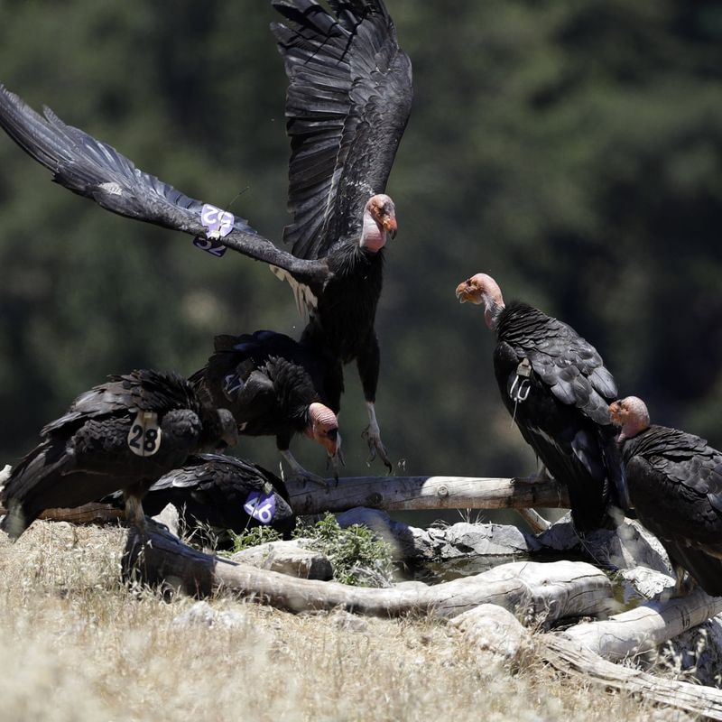 California Condor