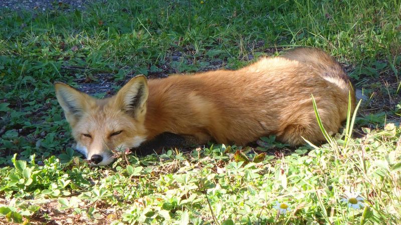 Red Fox