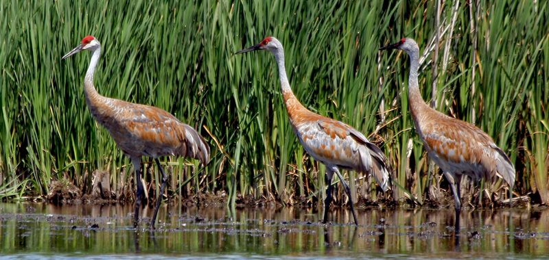 Sandhill Crane