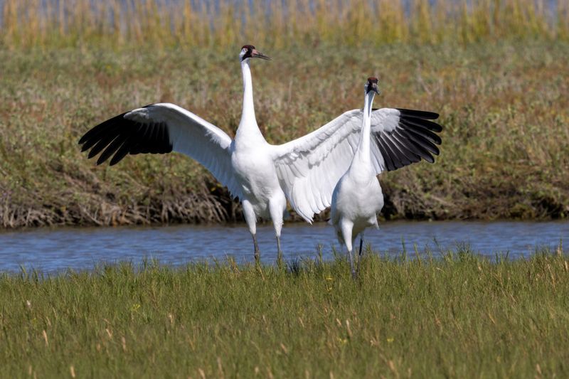 Whooping Cranes