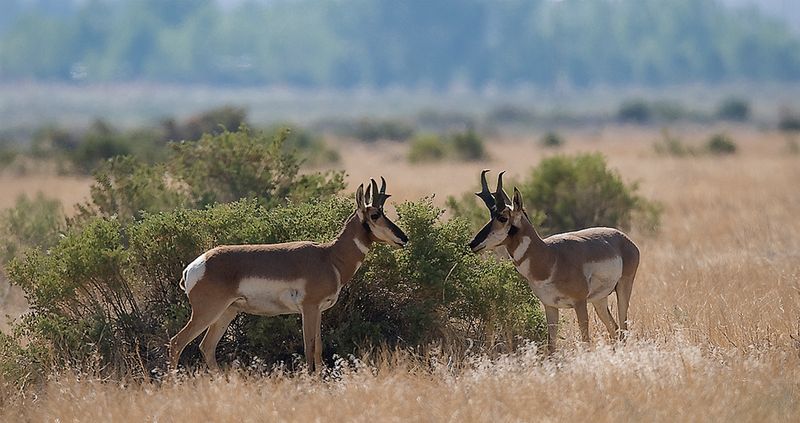 Pronghorn Antelope