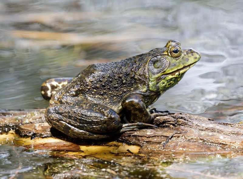 American Bullfrog