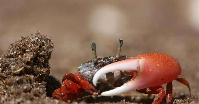 Fiddler Crab
