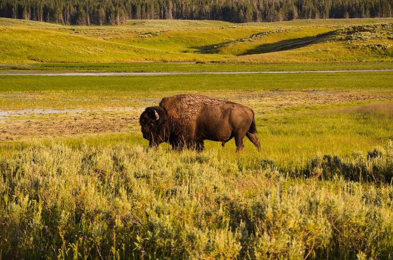 Bison
