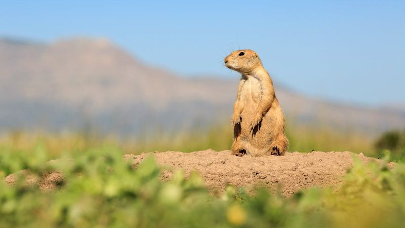 Prairie Dog
