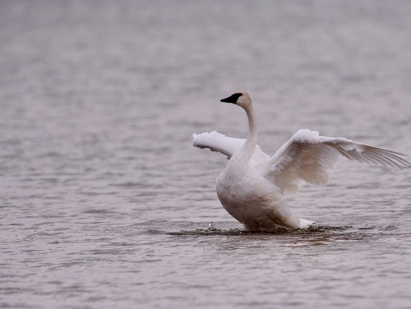 Trumpeter Swan