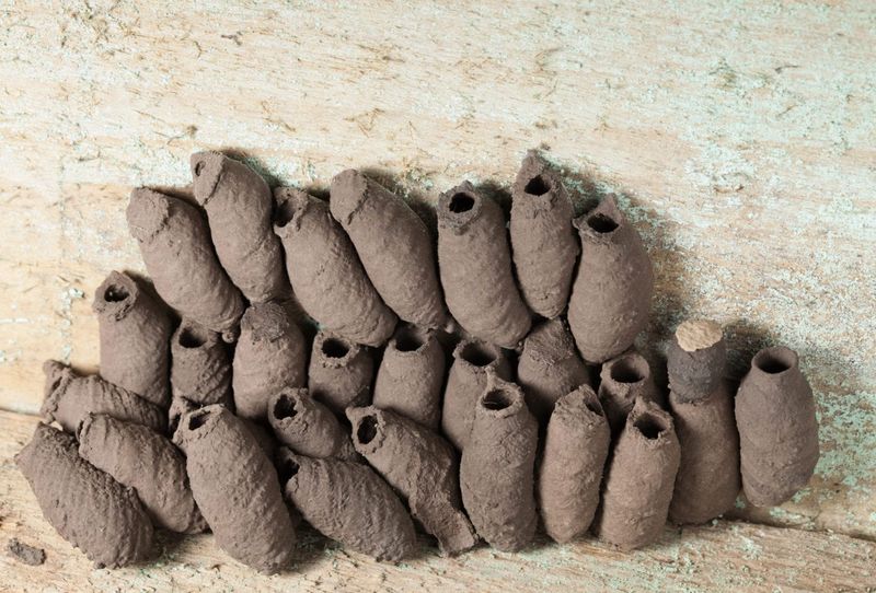 Mud Dauber Wasp