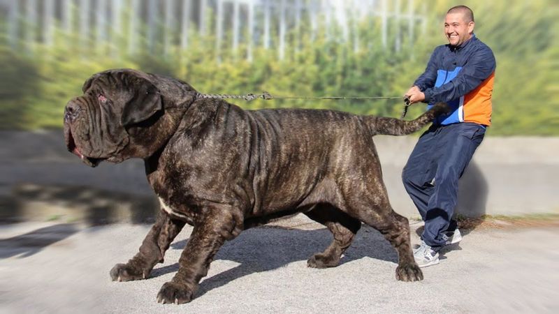 Mastiff