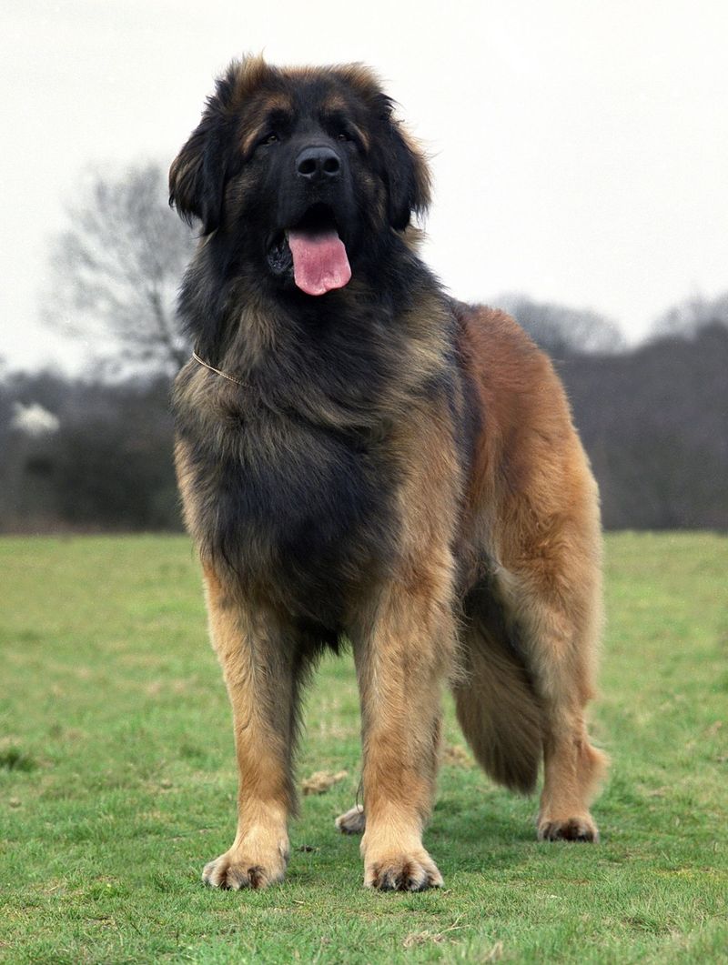 Leonberger