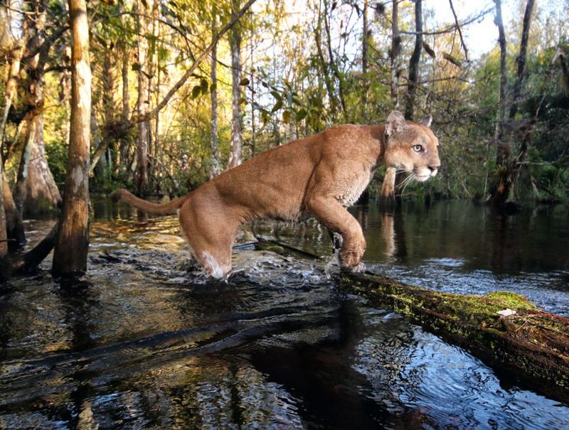 Florida Panther