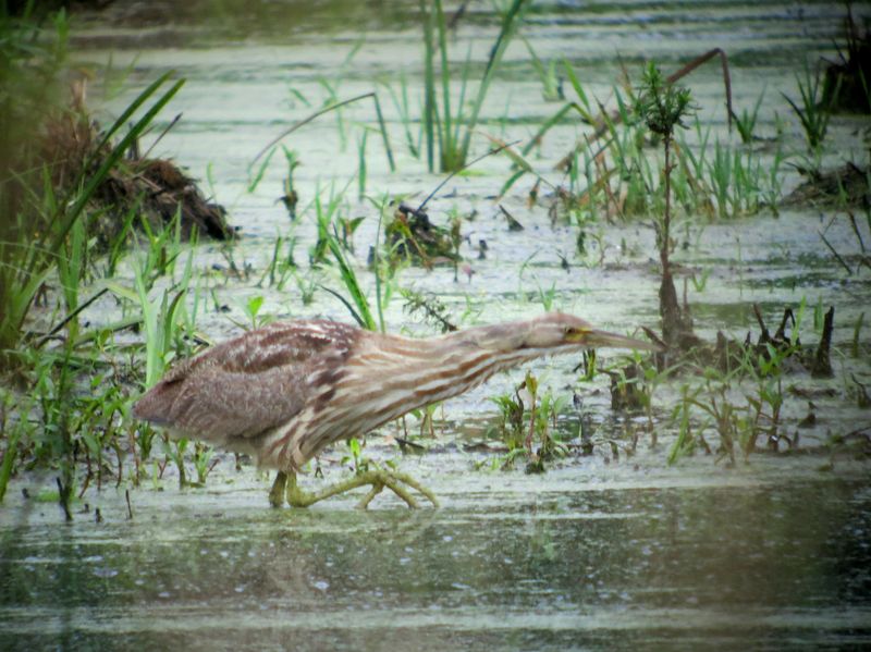 American Bittern