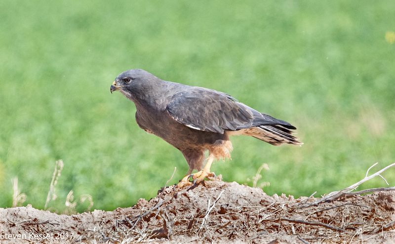 Red-tailed Hawk x Swainson's Hawk