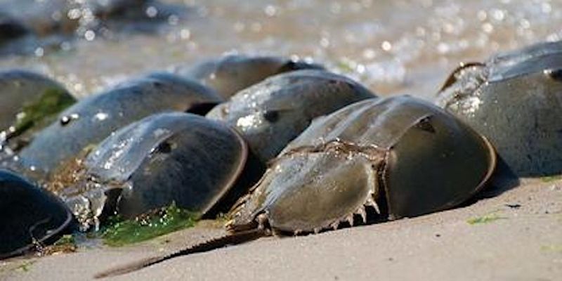 Horseshoe Crab