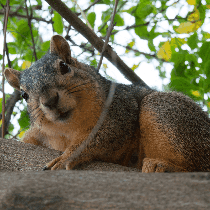 Southern Fox Squirrel