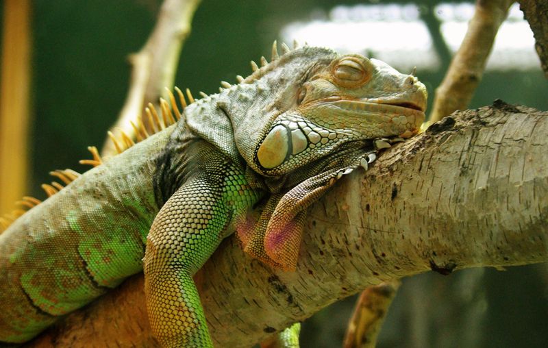Iguana