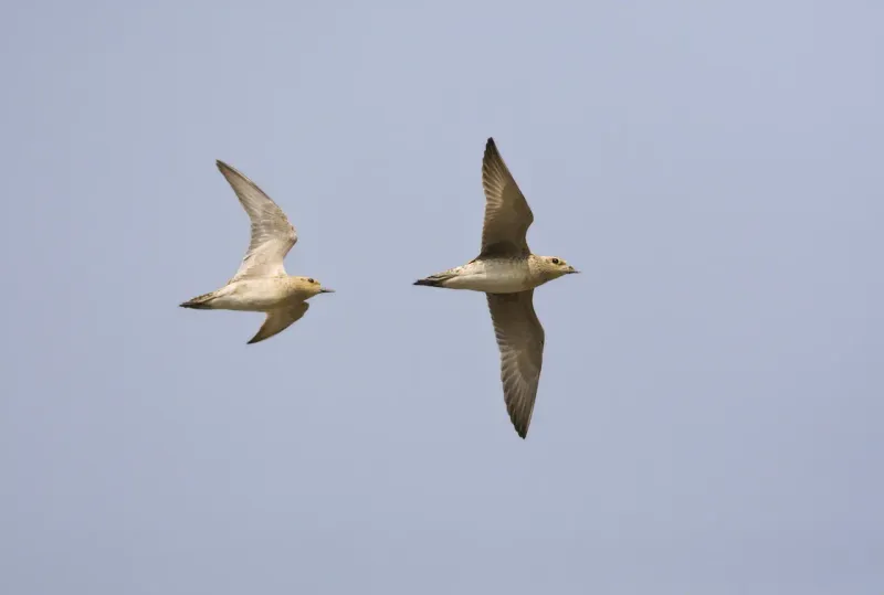 Pacific Golden Plover
