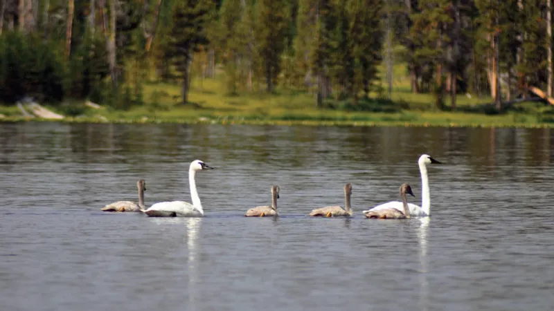 Trumpeter Swan