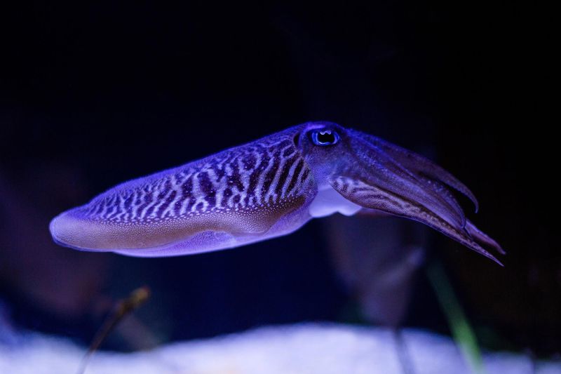 Cuttlefish