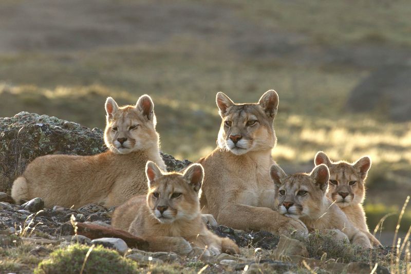 Cougar