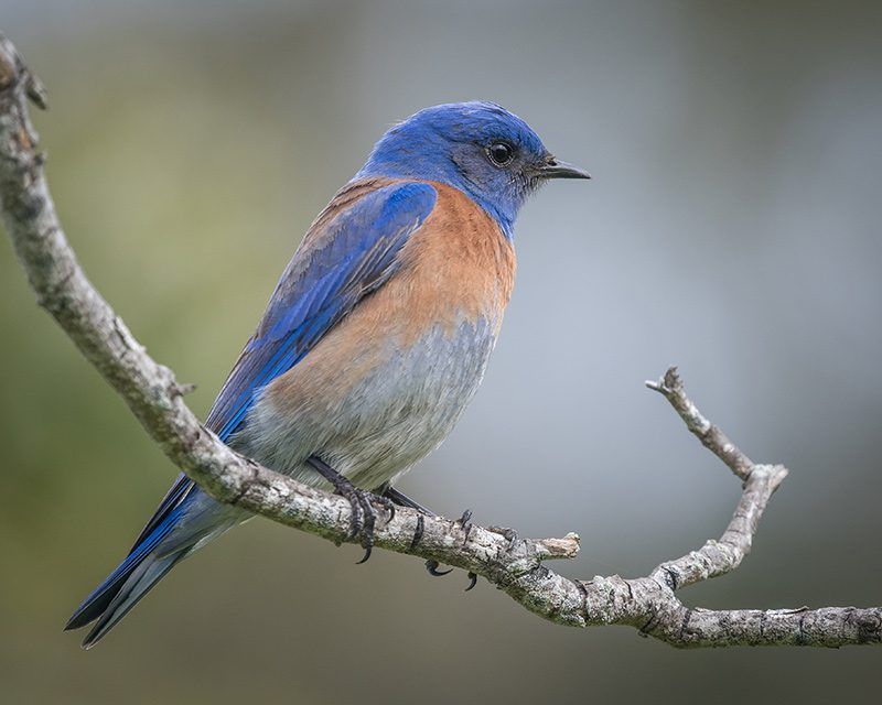 Western Bluebird