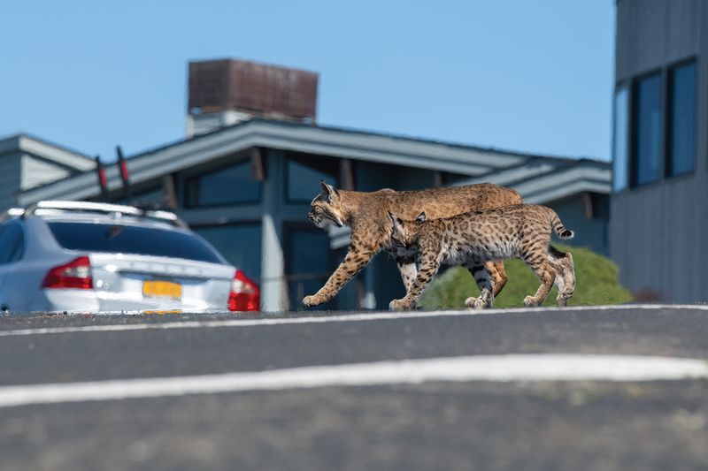 Bobcats