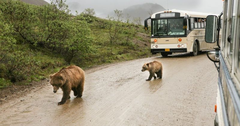 Denali National Park, Alaska