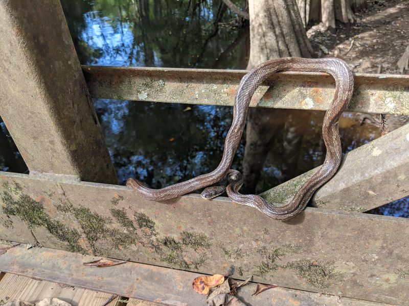 Congaree National Park, South Carolina