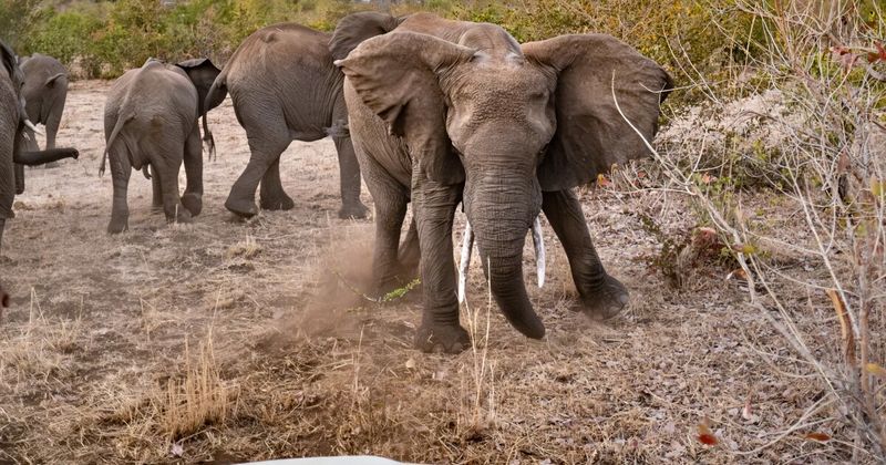 African Elephant