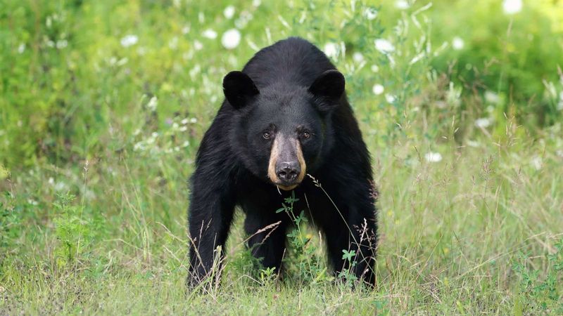 Black Bears