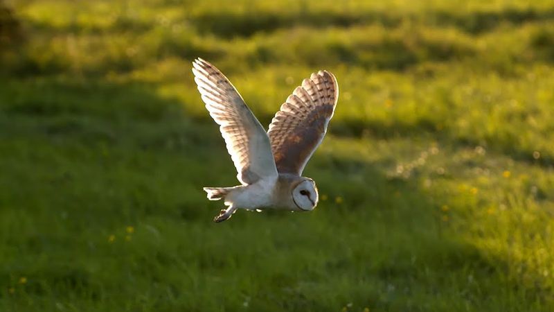 Owl