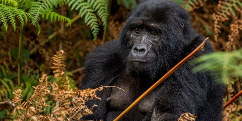 Mountain Gorilla