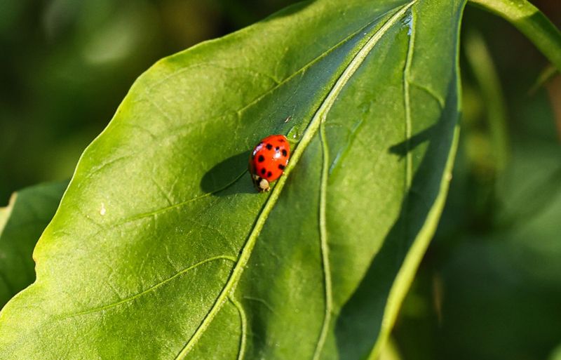 Ladybugs