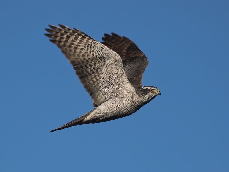 Northern Goshawk