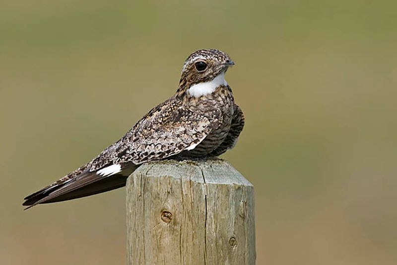 Common Nighthawk